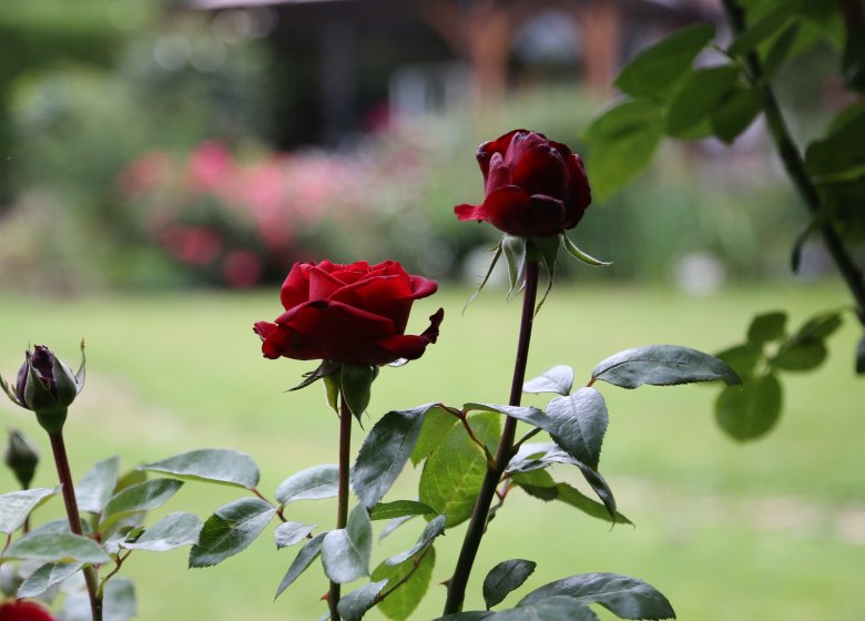 Nigelles entre Risle et Abbayes