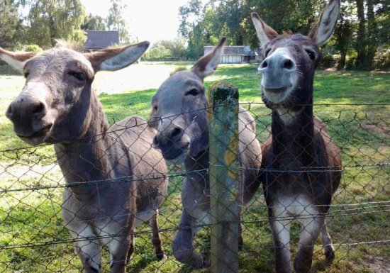 Gîte La chaumière Saint Siméon