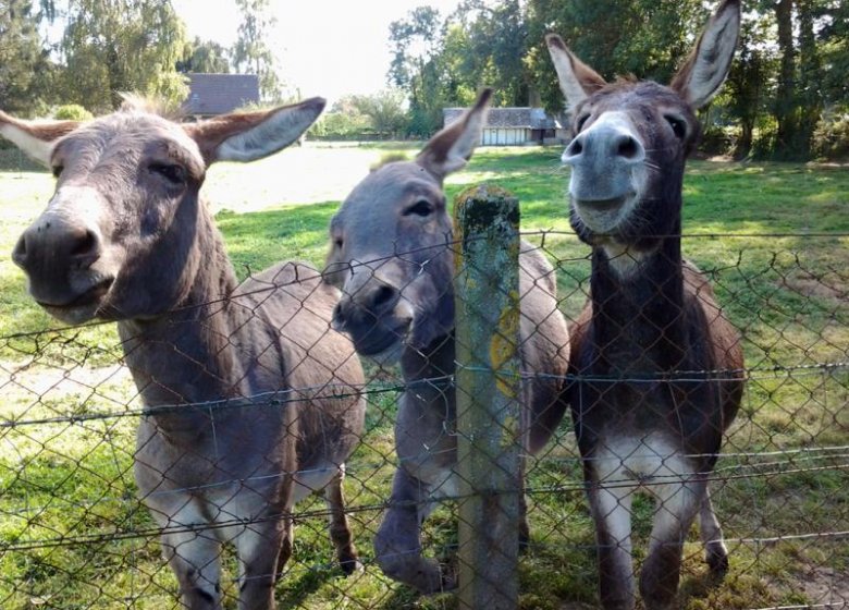 Gîte La chaumière Saint Siméon