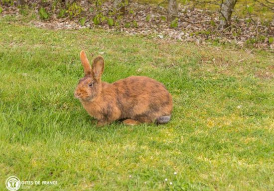 Gîte du grand chêne