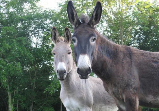 Gîte Le relais du vert bois