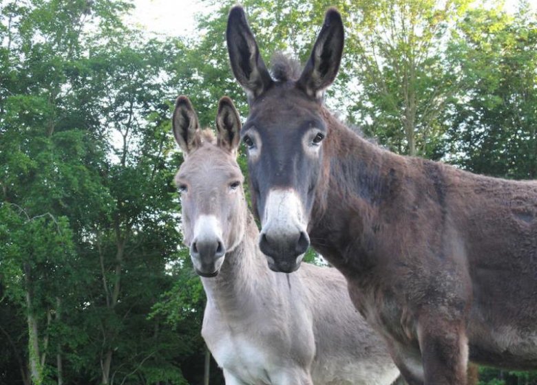 Gîte Le relais du vert bois