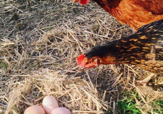 Gîte LA PATTE DE LOUP