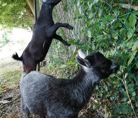 Gîte Le gîte des Marettes