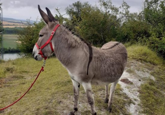 Gîte Le gîte des Marettes