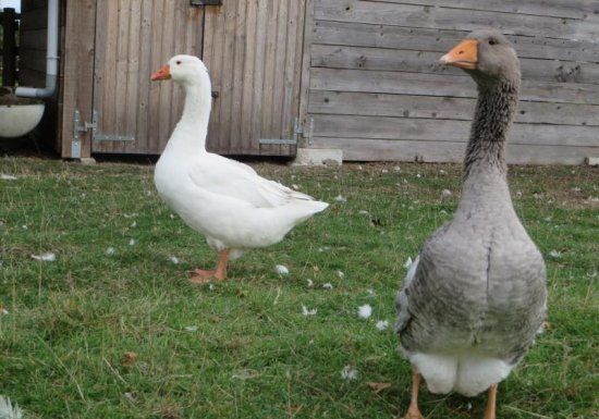 Gîte Le gîte des Marettes