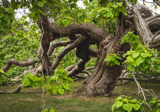 Parc du château de Bizy
