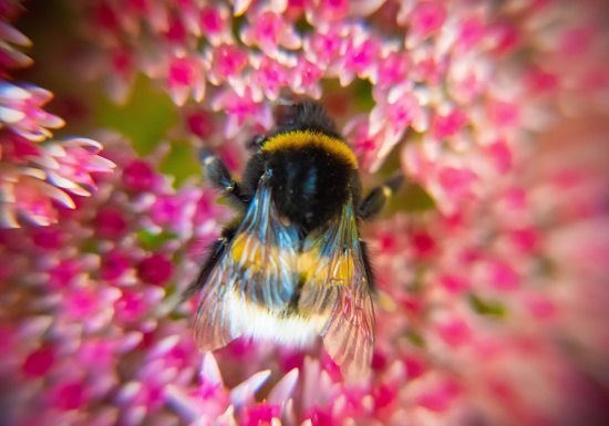 Atelier de fabrication d&rsquo;hôtel à insectes