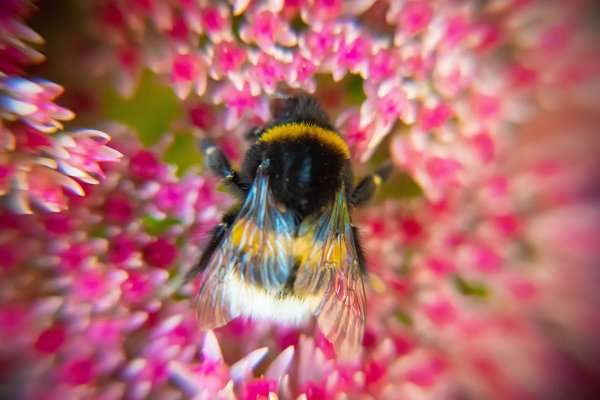 Atelier de fabrication d&rsquo;hôtel à insectes