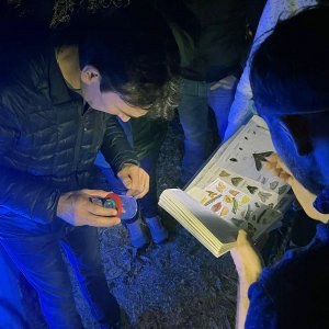 La nuit des papillons