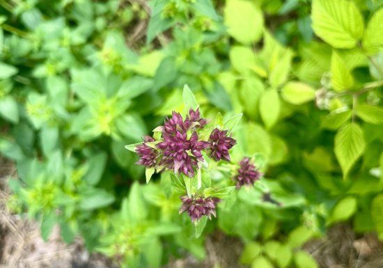 Aire de camping-cars du Vexin Normand