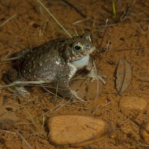 Balade au secours des amphibiens