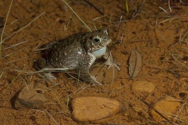 Balade au secours des amphibiens