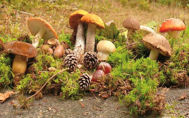 Sortie nature. À la découverte du Pré bourbeux. Cueillette de champignons, 23.10.2025