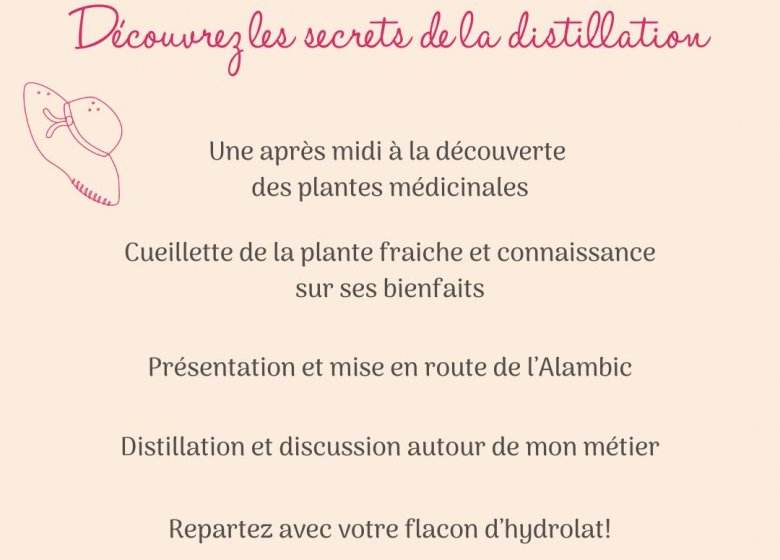Les expériences découvertes : rencontre avec l’alambic en cuivre