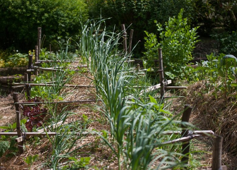 Le Petit Coq aux Champs