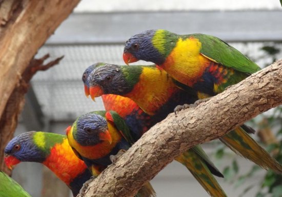 Les jardins animaliers Biotropica