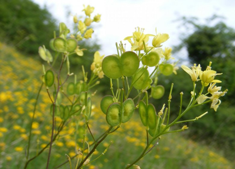 CEN Normandie Espace Naturel Sensible : le sentier de la Biscutelle