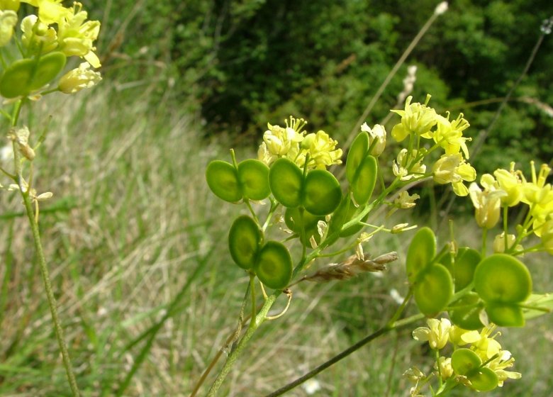 CEN Normandie Espace Naturel Sensible : le sentier de la Biscutelle