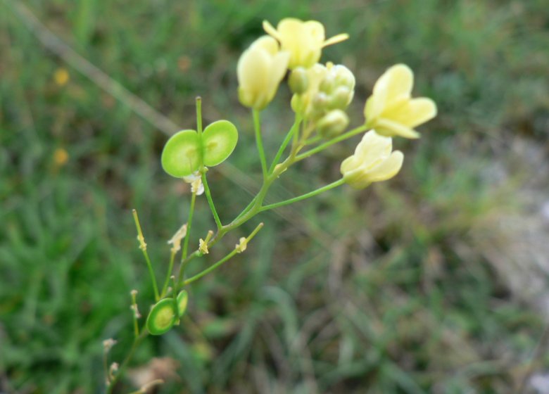 CEN Normandie Espace Naturel Sensible : le sentier de la Biscutelle