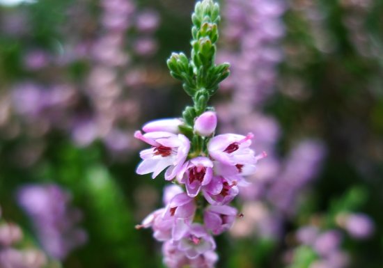 Espace Naturel Sensible : le Sentier des Bruyères