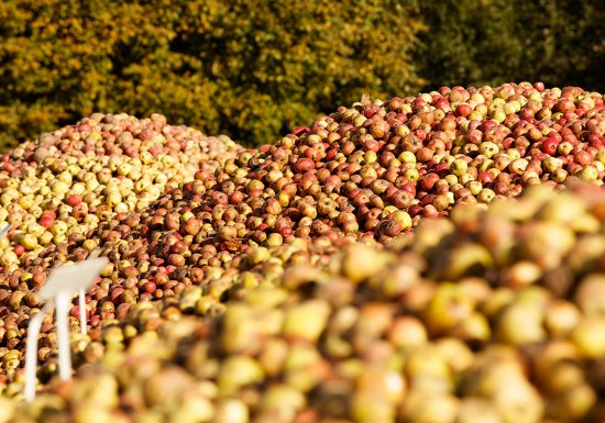 David Morganti Distillerie Busnel SAS – Maison Busnel