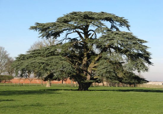 Arboretum de Canappeville