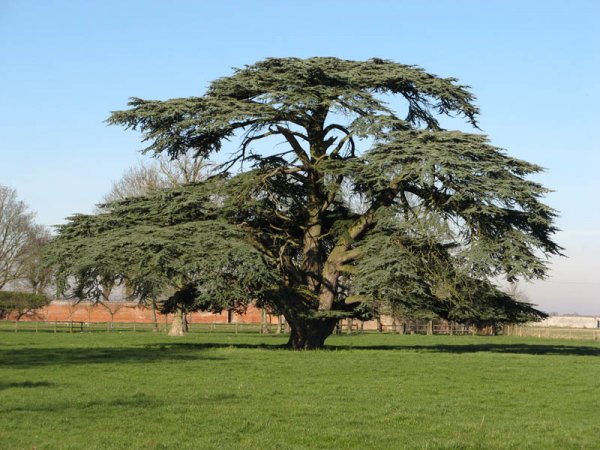 Arboretum de Canappeville
