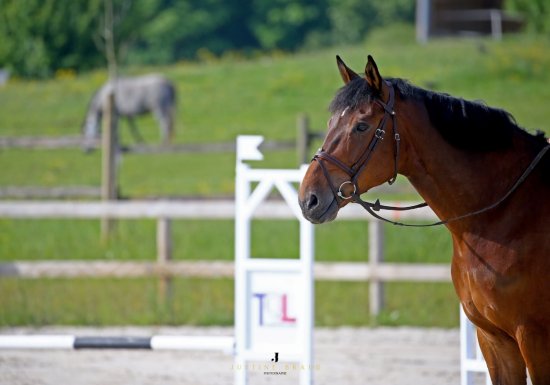 Centre équestre de la Bonde Centre Équestre de la Bonde