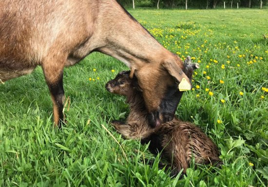 Chèvrerie du Quesney