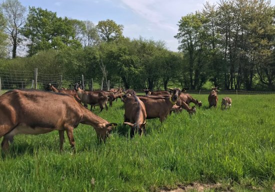 Chèvrerie du Quesney