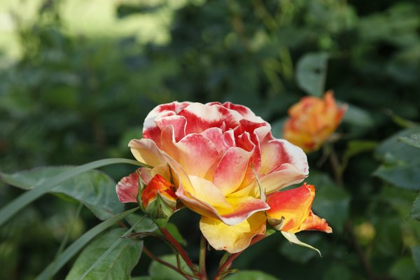 Visite guidée du jardin Le Clos de Chanchore