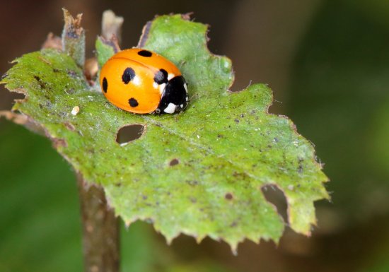 Espace Naturel Départemental : La résurgence du Guiel