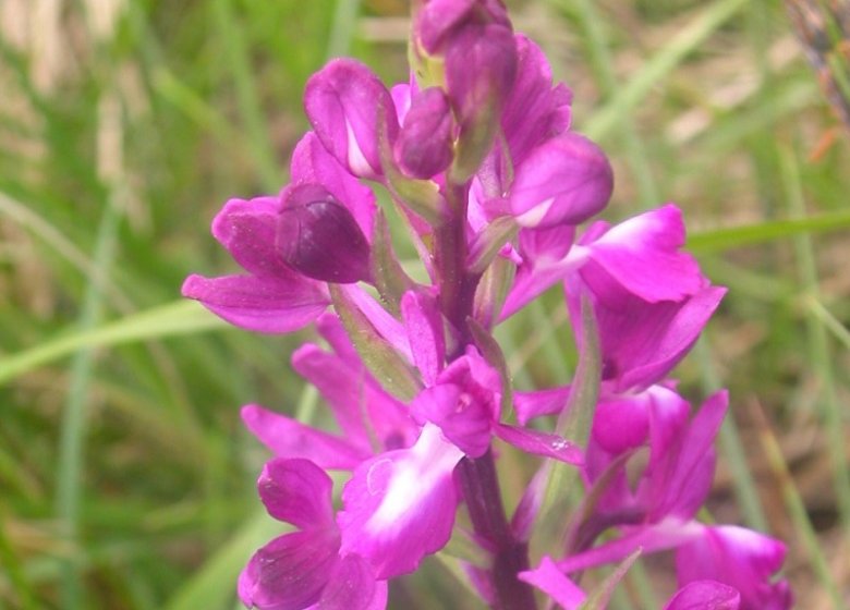 Espace Naturel Sensible : le Sentier de l’Anguille