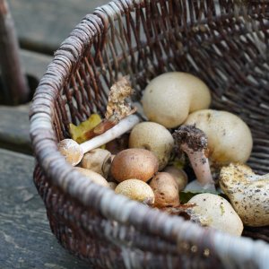 [COMPLET] Cueillette de champignons à Lyons-la-Forêt