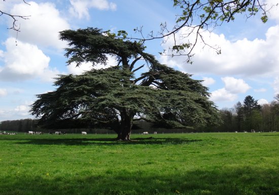 Arboretum de Canappeville