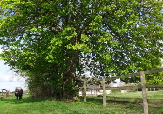 Chemin de l’arboretum