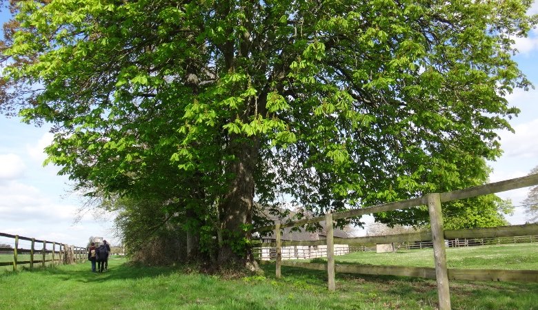 Chemin de l’arboretum