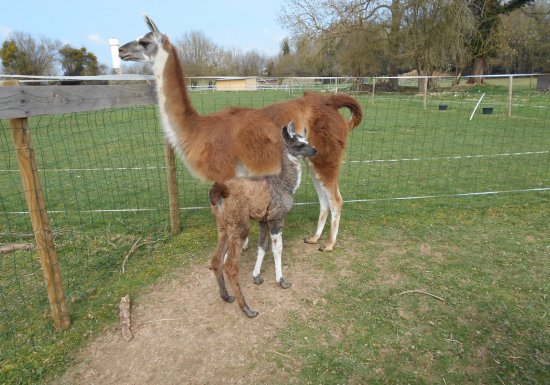 Ferme nature « Chez Poly »