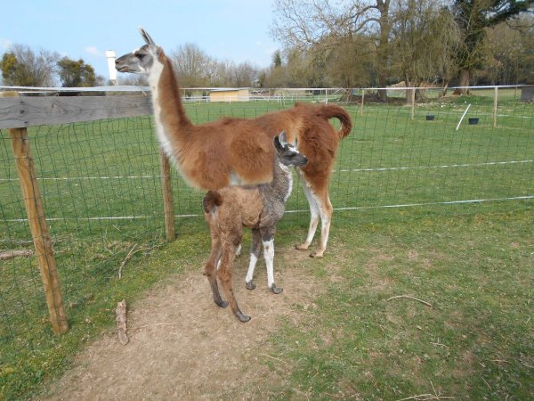 Ferme nature « Chez Poly »