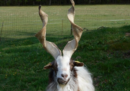 Ferme nature « Chez Poly »