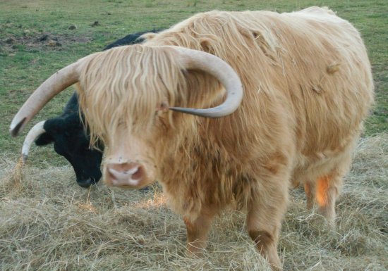 Ferme nature « Chez Poly »