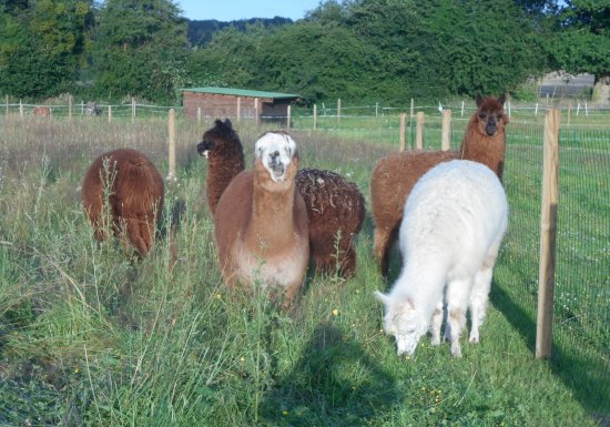 Ferme nature « Chez Poly »