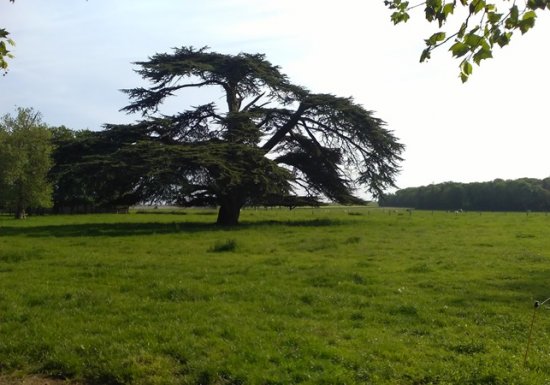 Chemin de l’arboretum