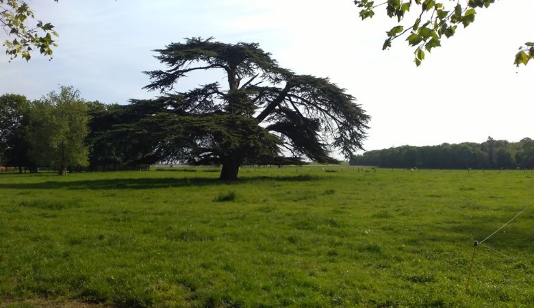 Chemin de l’arboretum