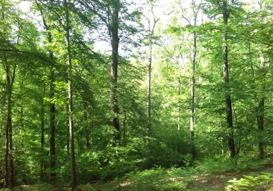 Chemin de l’arboretum
