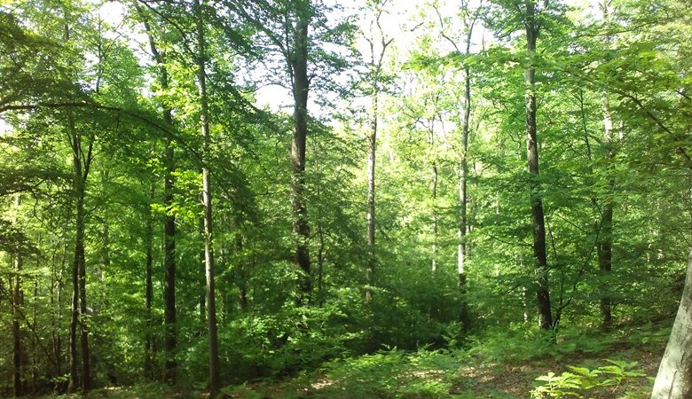 Chemin de l’arboretum