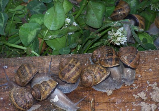 ©Office de Tourisme Normandie Sud Eure L’Escargot des Marnières