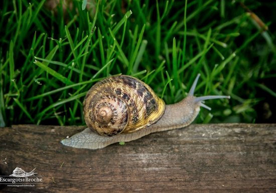 Escargots et Volailles de la Broche