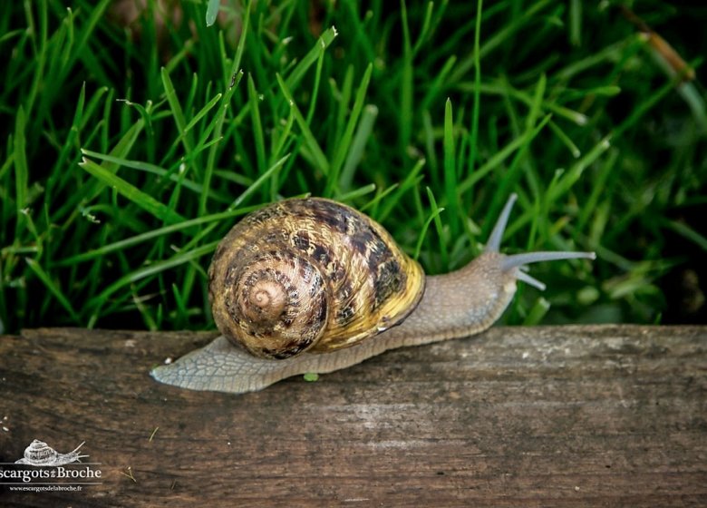 Les Escargots et Volailles de la Broche